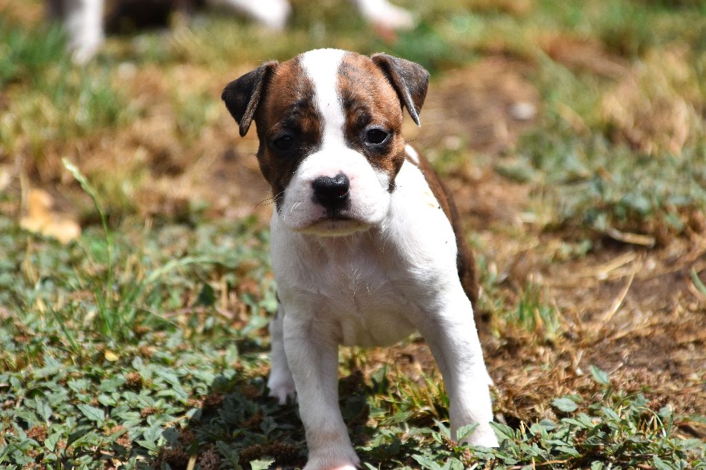 Lechis - Chiots disponibles - American Staffordshire Terrier