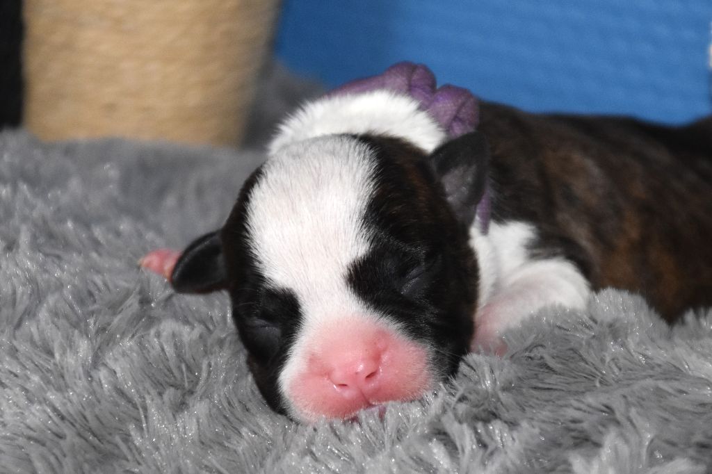 Lechis - Chiots disponibles - American Staffordshire Terrier
