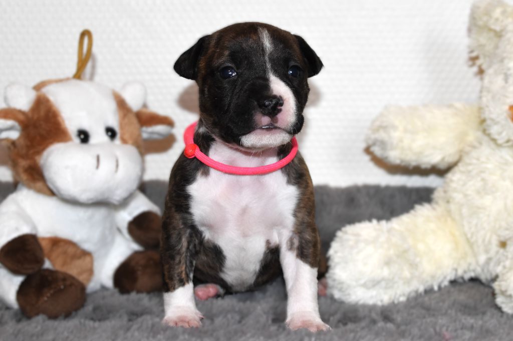 Lechis - Chiots disponibles - American Staffordshire Terrier