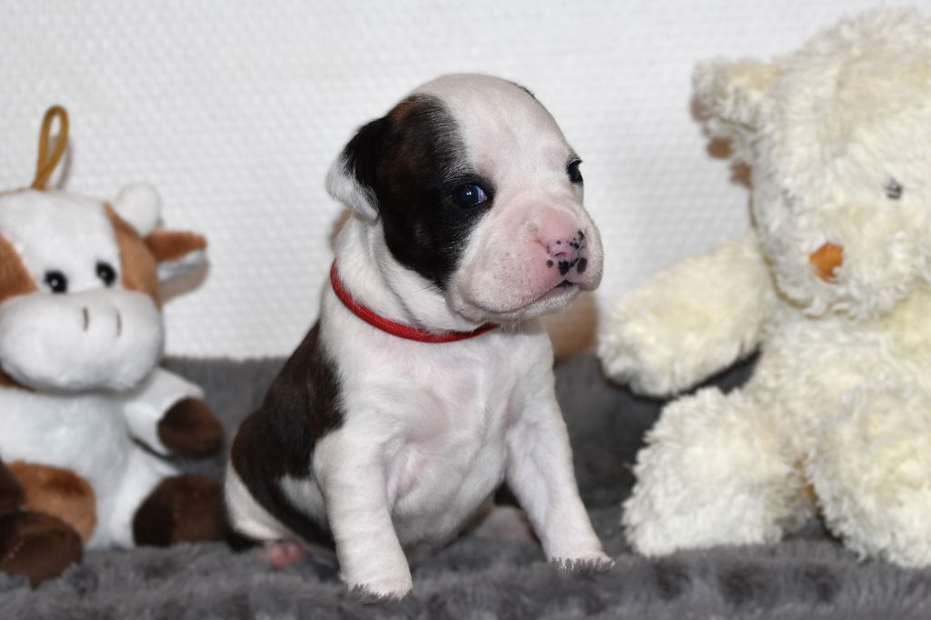 Lechis - Chiots disponibles - American Staffordshire Terrier