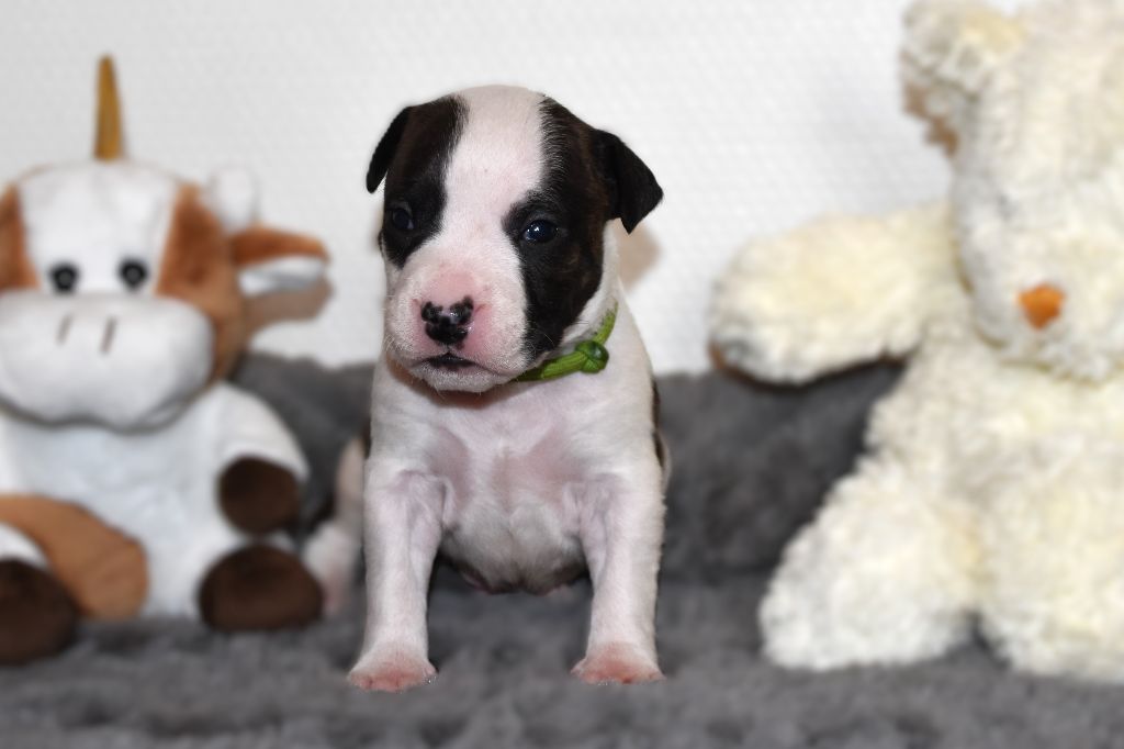 Lechis - Chiots disponibles - American Staffordshire Terrier