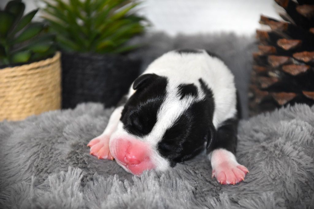 Lechis - Chiots disponibles - American Staffordshire Terrier