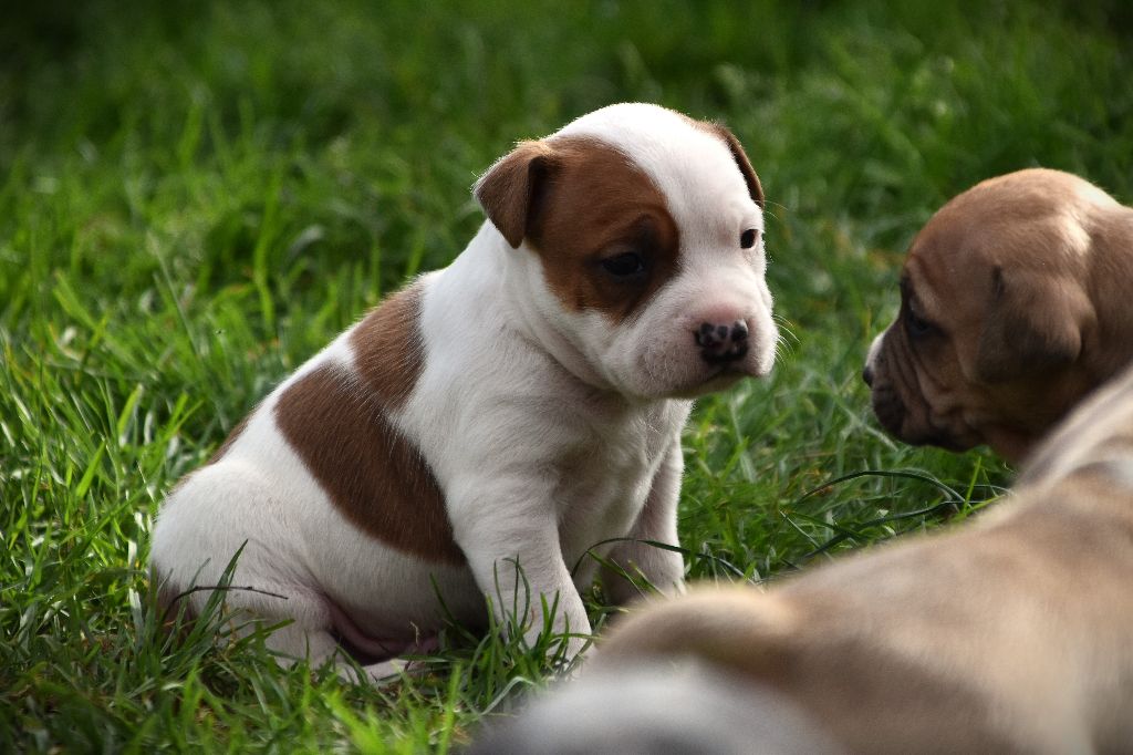 Lechis - Chiots disponibles - American Staffordshire Terrier