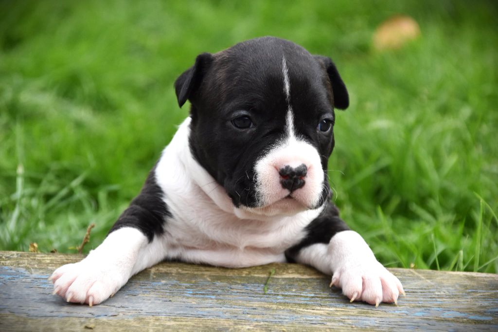 Lechis - Chiots disponibles - American Staffordshire Terrier
