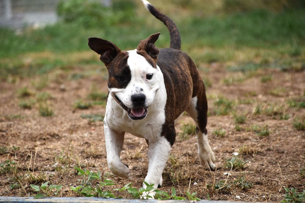 Lechis - Chiots disponibles - American Staffordshire Terrier