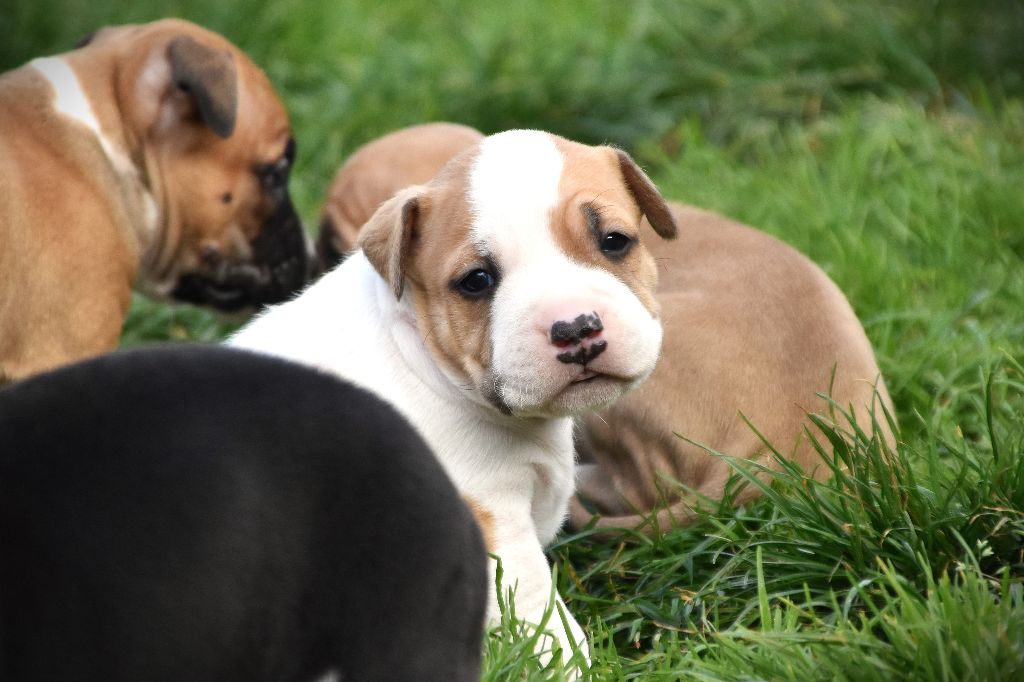 Lechis - Chiots disponibles - American Staffordshire Terrier