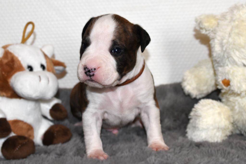 Lechis - Chiots disponibles - American Staffordshire Terrier