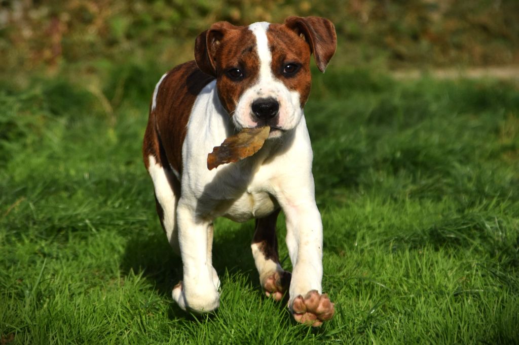 Lechis - Chiots disponibles - American Staffordshire Terrier