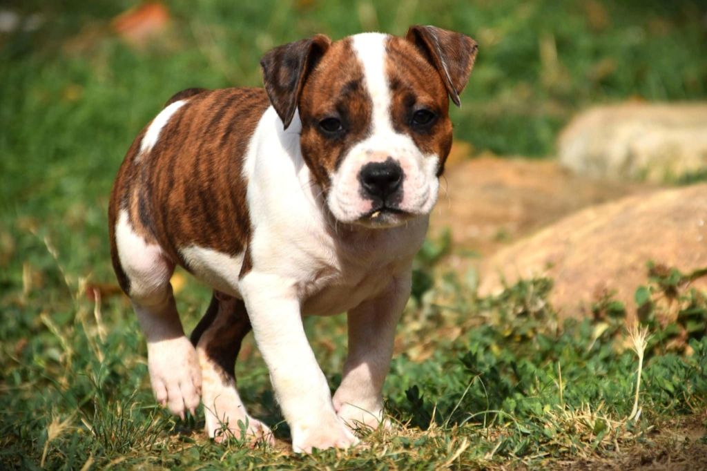 Lechis - Chiots disponibles - American Staffordshire Terrier