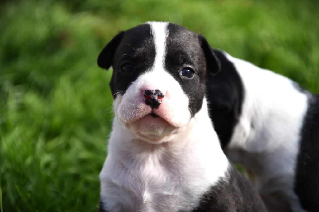 Lechis - Chiots disponibles - American Staffordshire Terrier