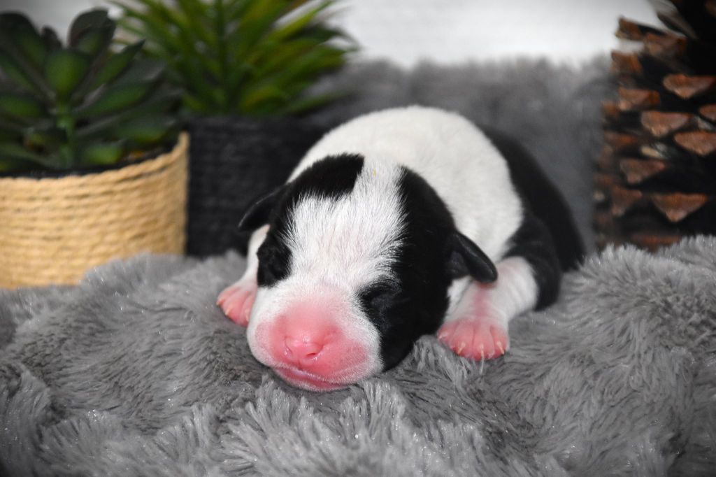 Lechis - Chiots disponibles - American Staffordshire Terrier