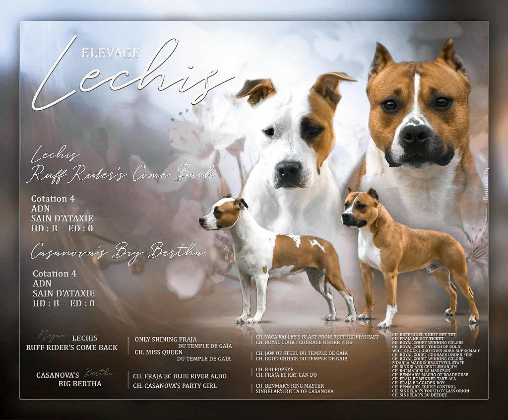Lechis - American Staffordshire Terrier - Portée née le 02/10/2025