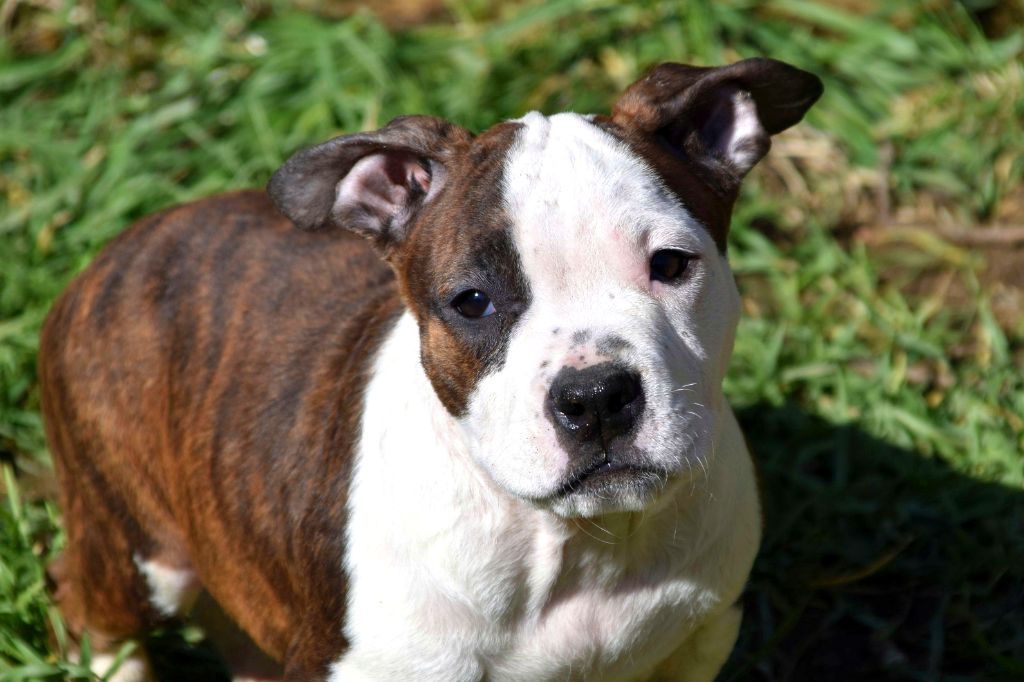 Lechis - Chiots disponibles - American Staffordshire Terrier