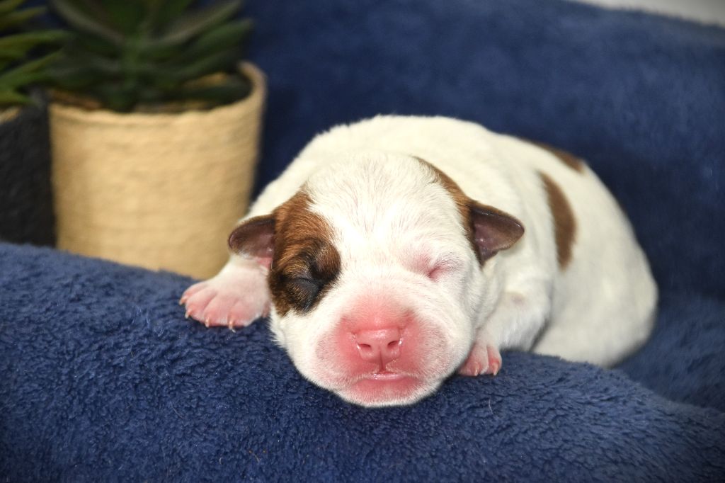 Lechis - Chiots disponibles - American Staffordshire Terrier