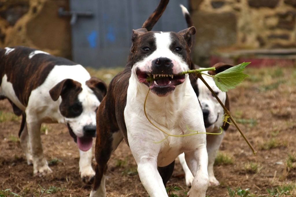 Lechis - Chiots disponibles - American Staffordshire Terrier