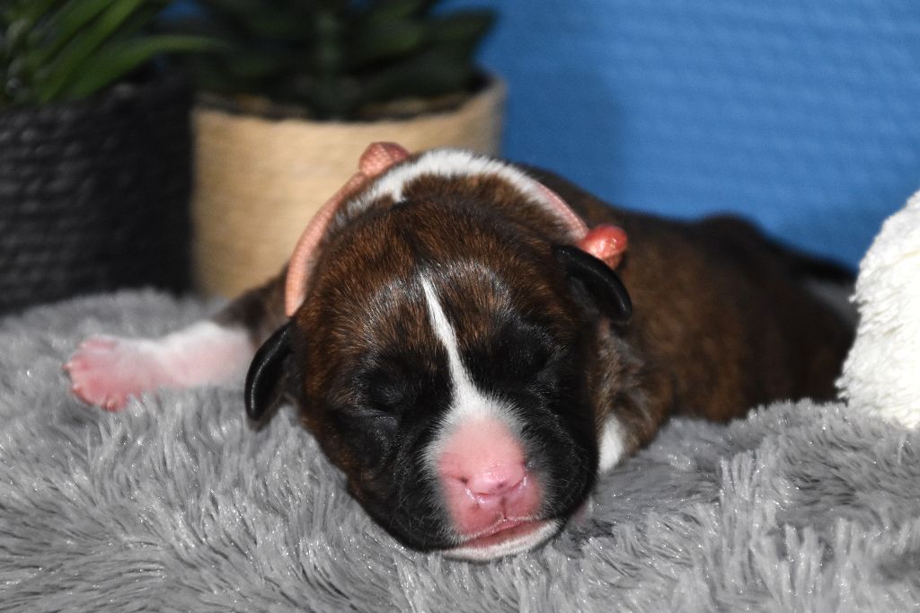 Lechis - Chiots disponibles - American Staffordshire Terrier