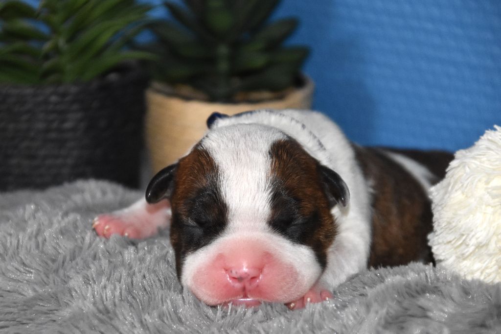 Lechis - Chiots disponibles - American Staffordshire Terrier