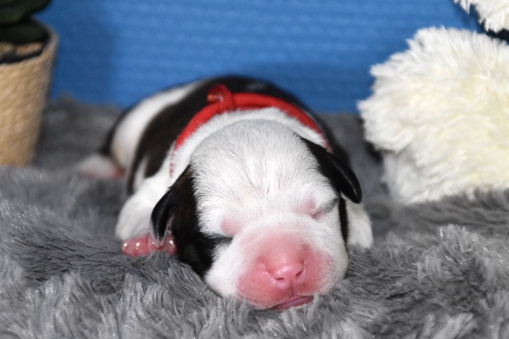 Lechis - Chiots disponibles - American Staffordshire Terrier