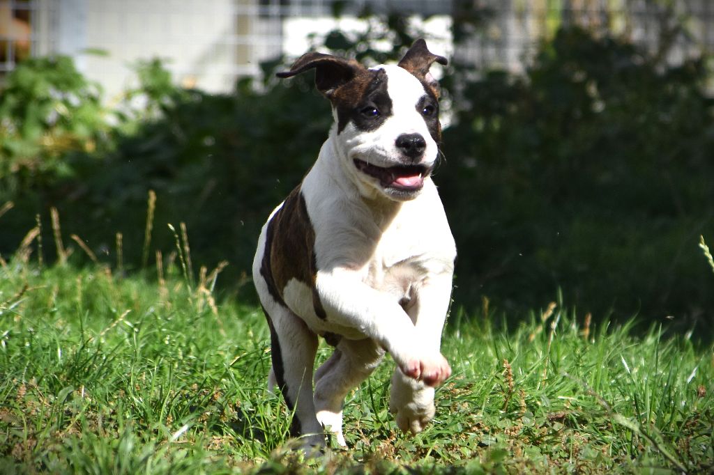 Lechis - Chiots disponibles - American Staffordshire Terrier