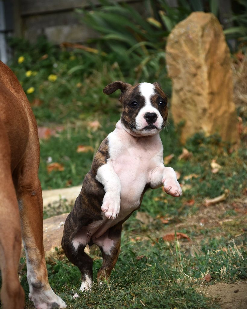 Lechis - Chiots disponibles - American Staffordshire Terrier