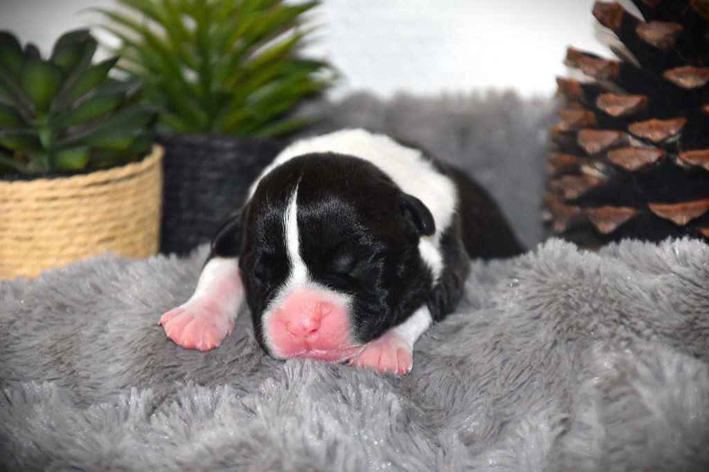 Lechis - Chiots disponibles - American Staffordshire Terrier