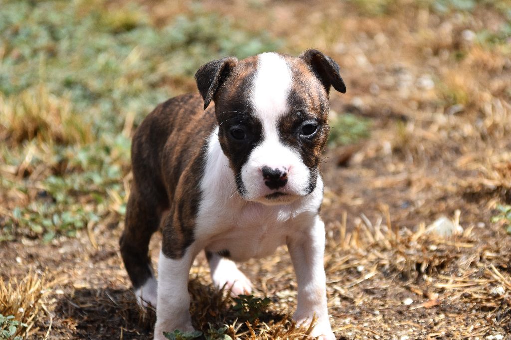Lechis - Chiots disponibles - American Staffordshire Terrier