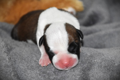 CHIOT 2