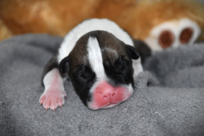 CHIOT 3