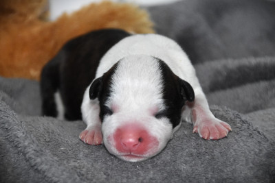 CHIOT 5