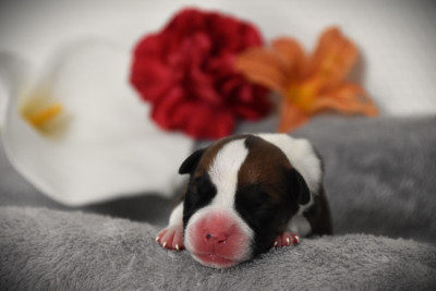 Chiot N°1