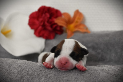 Chiot N°3