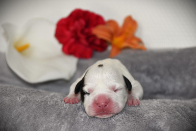 Chiot N°4