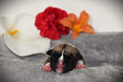 Chiot N°5