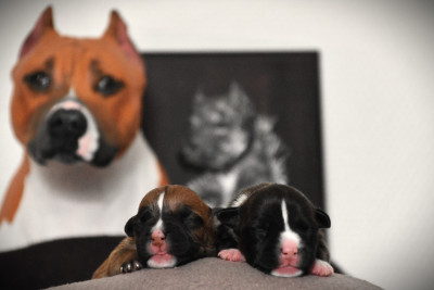 CHIOT 1