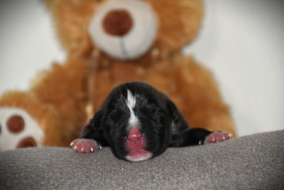 CHIOT 2