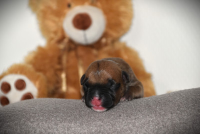 CHIOT 3