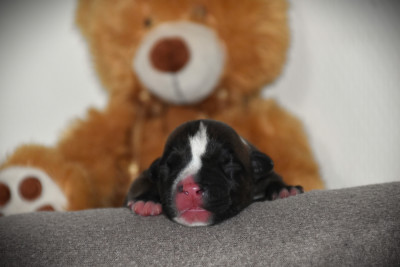 CHIOT 5
