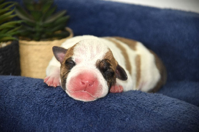 CHIOT