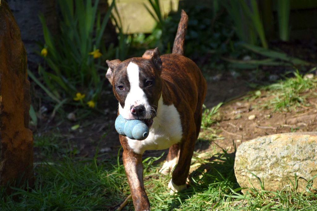 Lechis - Chiots disponibles - American Staffordshire Terrier