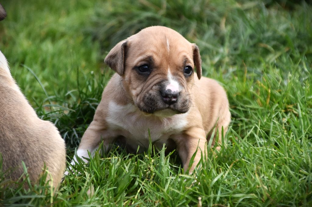 Lechis - Chiots disponibles - American Staffordshire Terrier