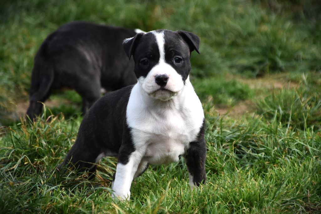 Lechis - Chiots disponibles - American Staffordshire Terrier