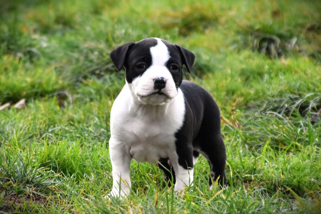 Lechis - Chiots disponibles - American Staffordshire Terrier