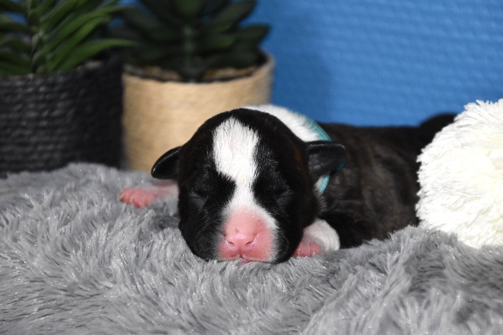Lechis - Chiots disponibles - American Staffordshire Terrier