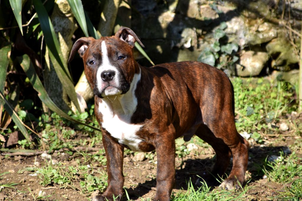 Lechis - Chiots disponibles - American Staffordshire Terrier