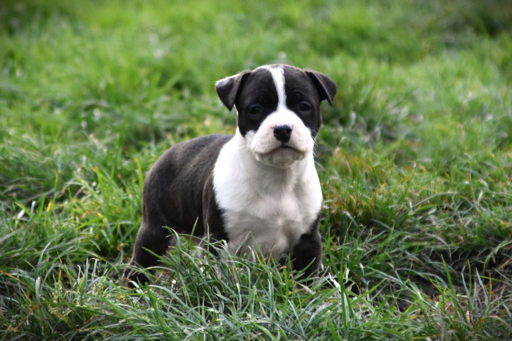 Lechis - Chiots disponibles - American Staffordshire Terrier