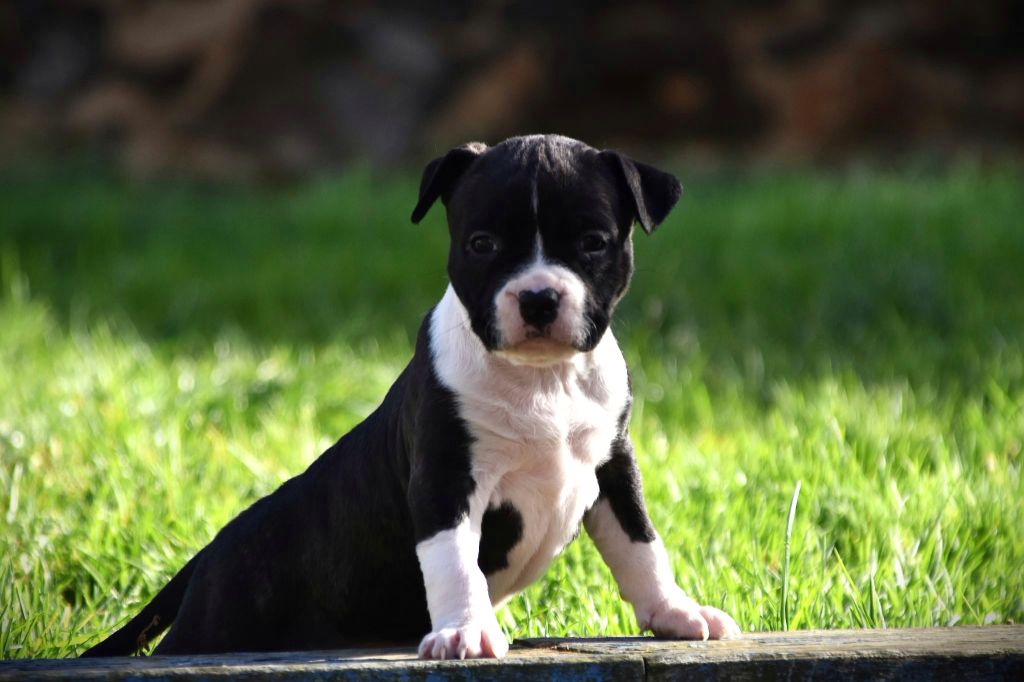 Lechis - Chiots disponibles - American Staffordshire Terrier