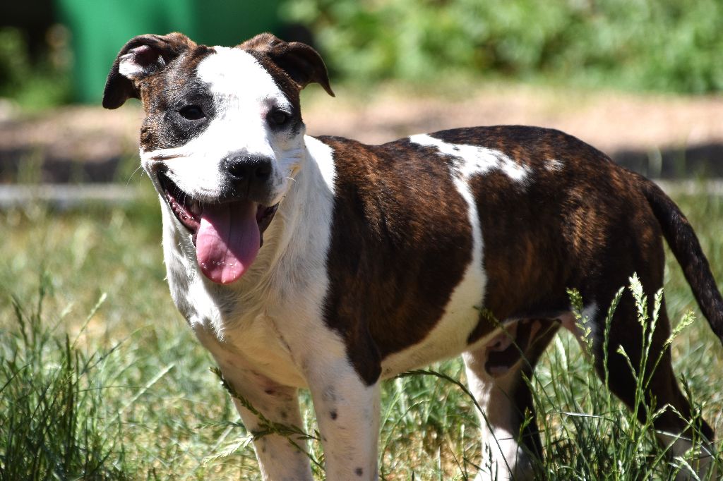 Lechis - Chiots disponibles - American Staffordshire Terrier
