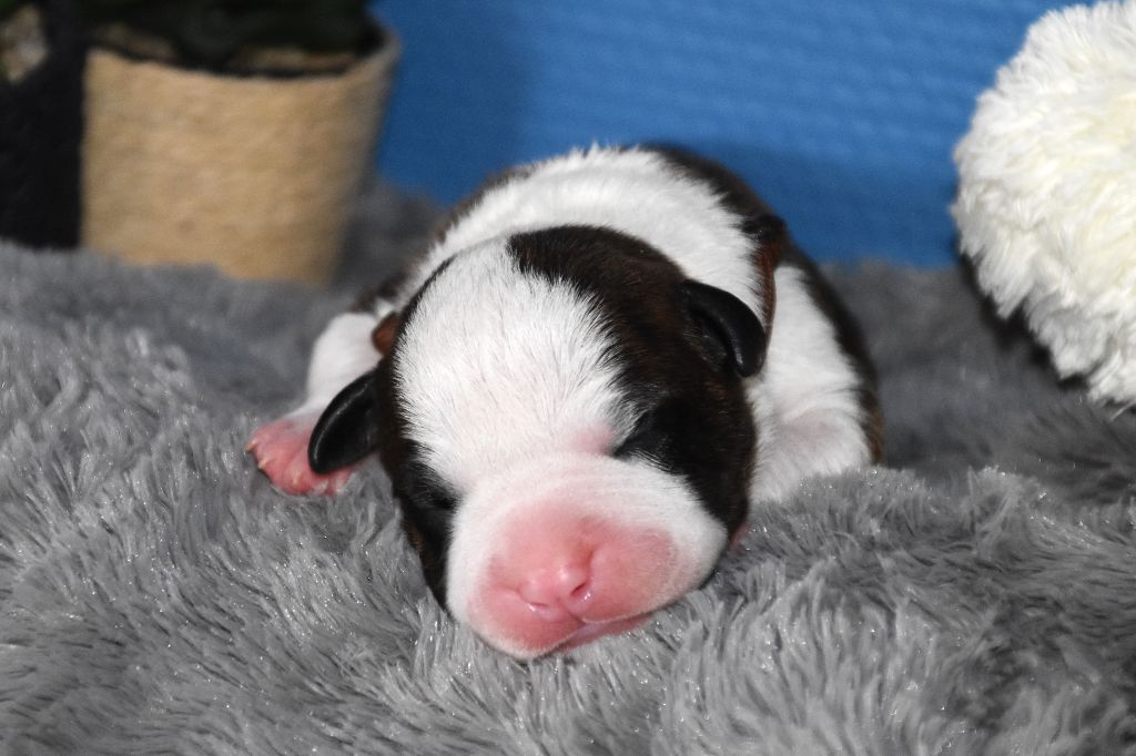 Lechis - Chiots disponibles - American Staffordshire Terrier