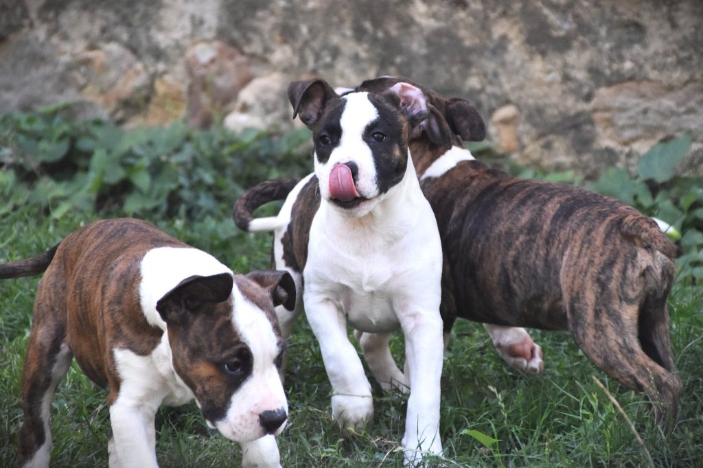 Lechis - Chiots disponibles - American Staffordshire Terrier