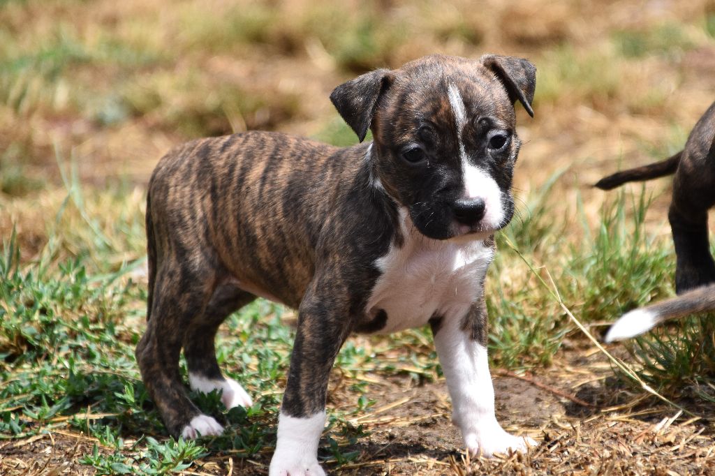 Lechis - Chiots disponibles - American Staffordshire Terrier